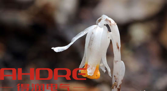 安徽得潤(rùn)電氣 高低壓開關(guān)柜 變頻柜 咨詢熱線4000551777